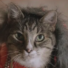 JEVCAT